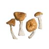 Burmese Magic Mushrooms