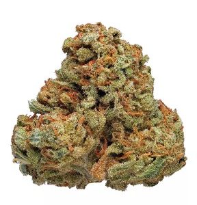 Cinderella 99 strain
