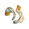 Ecuadorian Magic Mushrooms online
